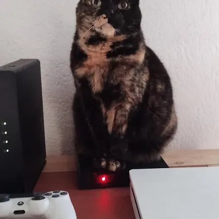 Le Paradis Des Chats Berceen Chez Stephanie Pres Circuit Du Mans, Animaux Acceptes Rum i privatbostad *