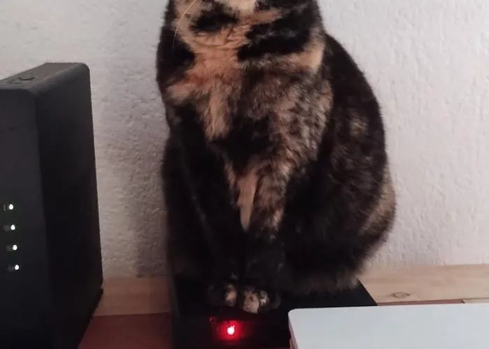 Le Paradis Des Chats Berceen Chez Stephanie Pres Circuit Du Mans, Animaux Acceptes 民宿 *